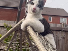 Urgent Rehoming: Sweet 6-Month-Old Male Kitten