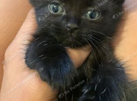 9 week old all black male kitten available