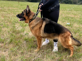 Female German shepherd