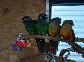 Hand Reared Conures
