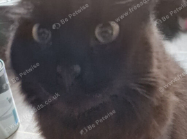 Beautiful longhaired lovely temperament cat