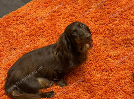 Beautiful long haired female dachshund