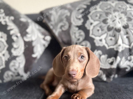 Kc registered miniature dashound