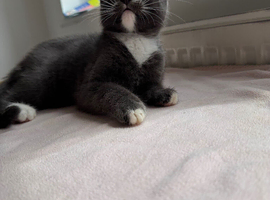2 kittens