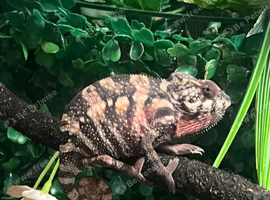 Chameleon panther with full XL set up