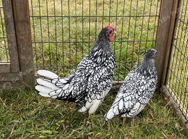 Pair of 4 month old Sebrights ( one cockerel & one pullet )