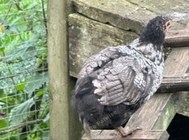 Young pullets for sale