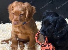 Cocker spaniel pups