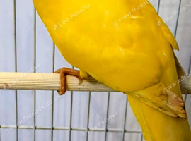 Yellow, Red Crowed male Kakariki