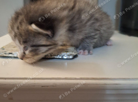 Kitten tiger striped