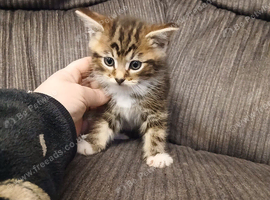 Beautiful cross boy
