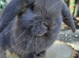 Mini lop