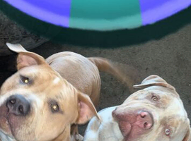 2 Beautiful Bully Brother&rsquo;s Forever Home Only.