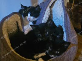 Tuxedo kittens