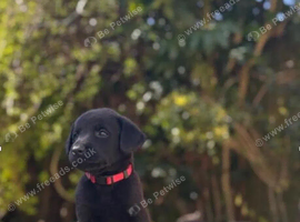 Labrador Puppies Last two of Litter