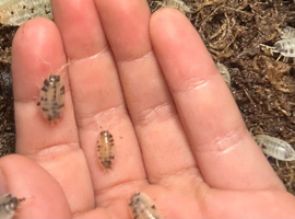 Dairy cow isopods