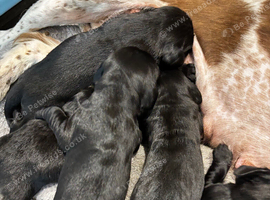 Speingador puppies
