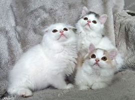 Lovely Scottish fold and straigh kittens