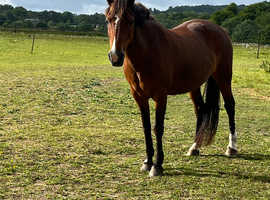 Livery Grass DIY or assisted DIY
