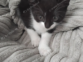 Kittens