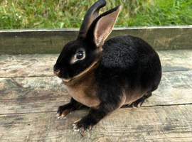 Stunning litter of rex rabbits