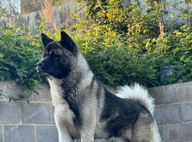 Male Akita