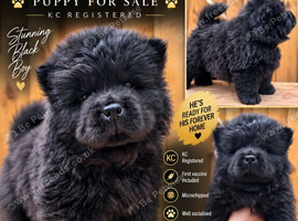 (last boy remaning) Adorable KC Registered Chow Chow Puppies For Sale