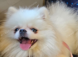 2 year old white teddy bear pomeranian dog for sale