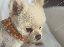 URGENT!!  POM BEAR BOY PLEASE READ ALL OF MY ADD. READVERTISED