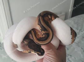 Royal pythons for sale