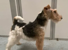 Wire Haired Fox Terrier for sale.