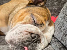 4 year old English bulldog for sale