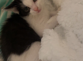 8 week