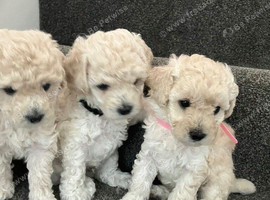 Cream toy poodle puppies