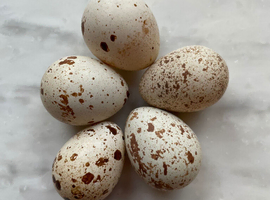 Californian Quail Hatching Eggs