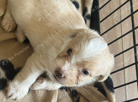 Beautiful f1 jackapoo puppies for sale