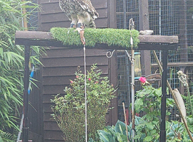 Eagle owl want friendly 5/6 years old