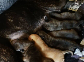 7 beautiful puppies looking for the new forever homes