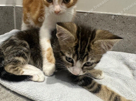 Two gorgeous kittens for sale
