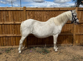 ONE OF A KIND SAFE FIRST PONY / LEAD REIN!