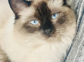 Ragdoll cat