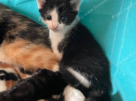 Kitten