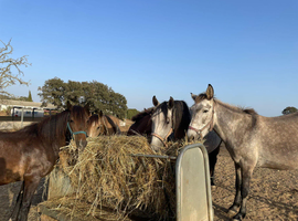 Grazing or yard wanted