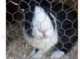 Dutch male rabbit