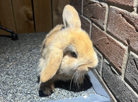 Male lop rabbit