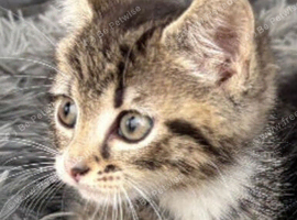 Lovely Tabby Girl