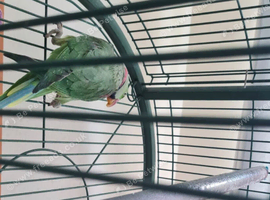 Alexandrine Parakeet