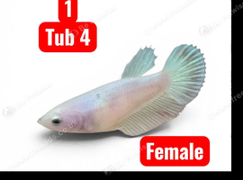 Betta fish