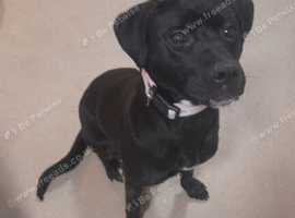 3yo Female Lab x Staff