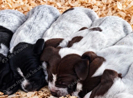 German Shorthaired Pointer Cross